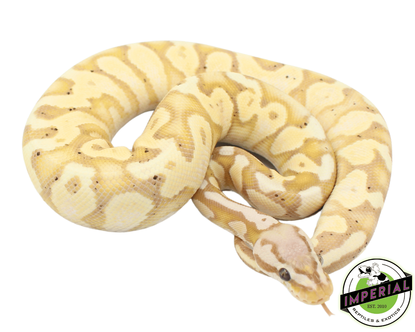 Banana Pastel Yellowbelly Ball Python — image 3