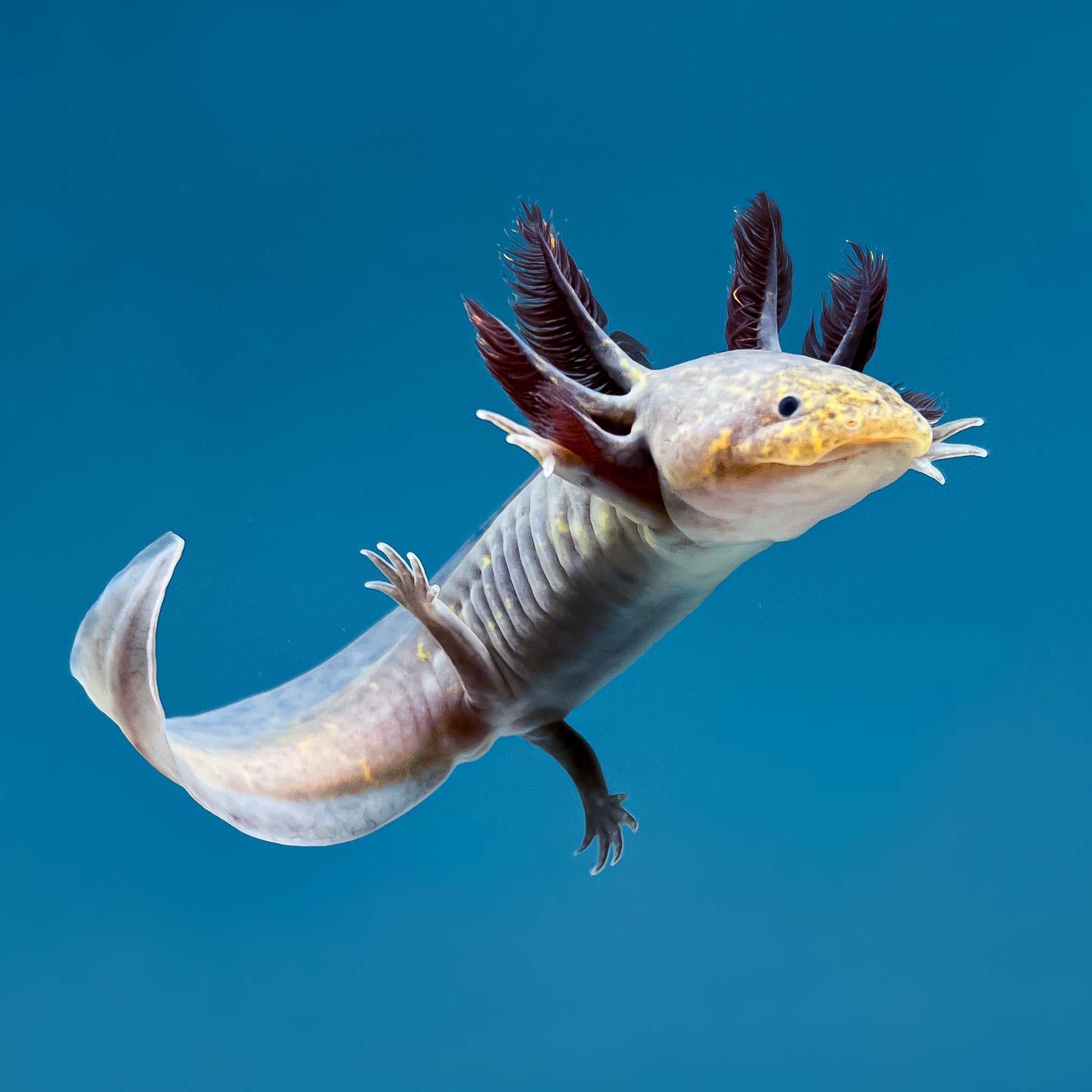 Copper Melanoid Axolotl — image 3