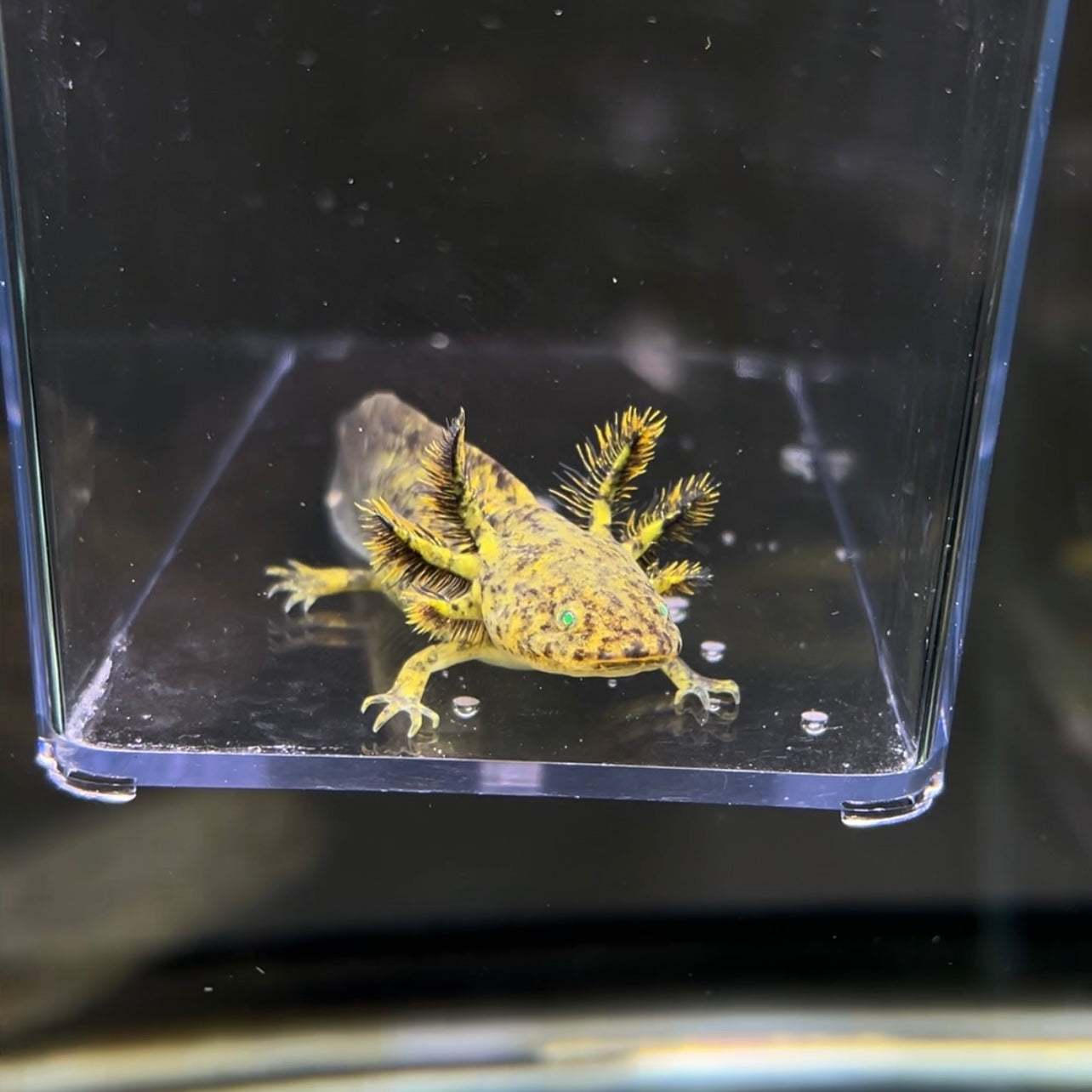 GFP Wild Type Axolotl — image 2