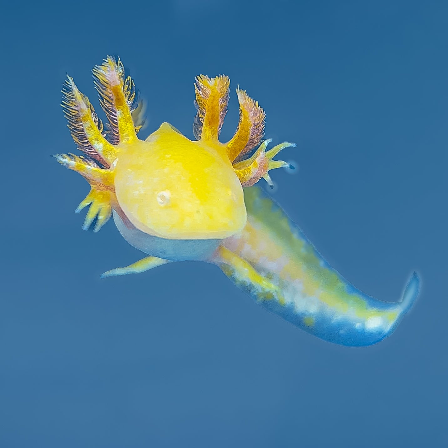 Golden Albino Axolotl — image 2