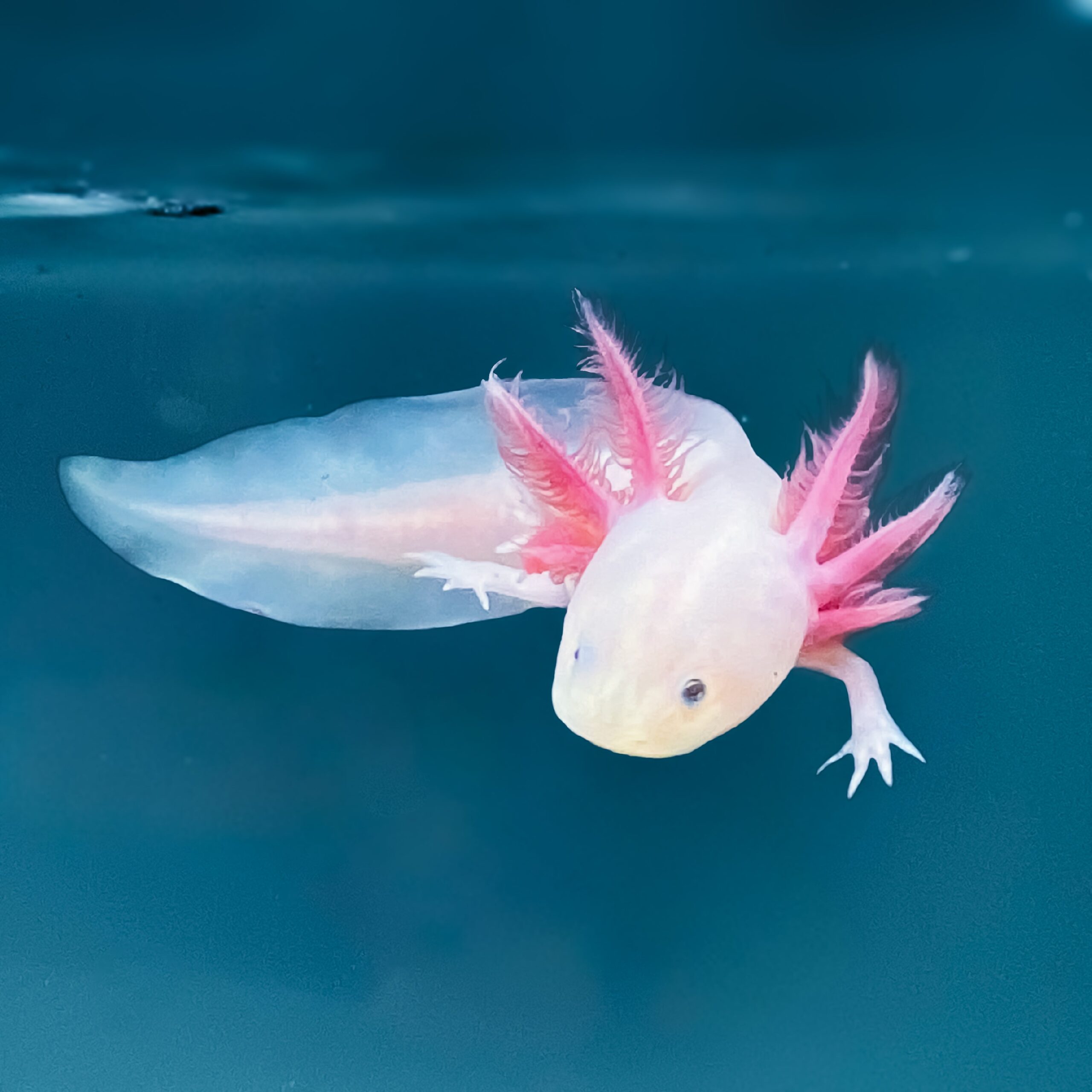 Leucistic Axolotl — image 3