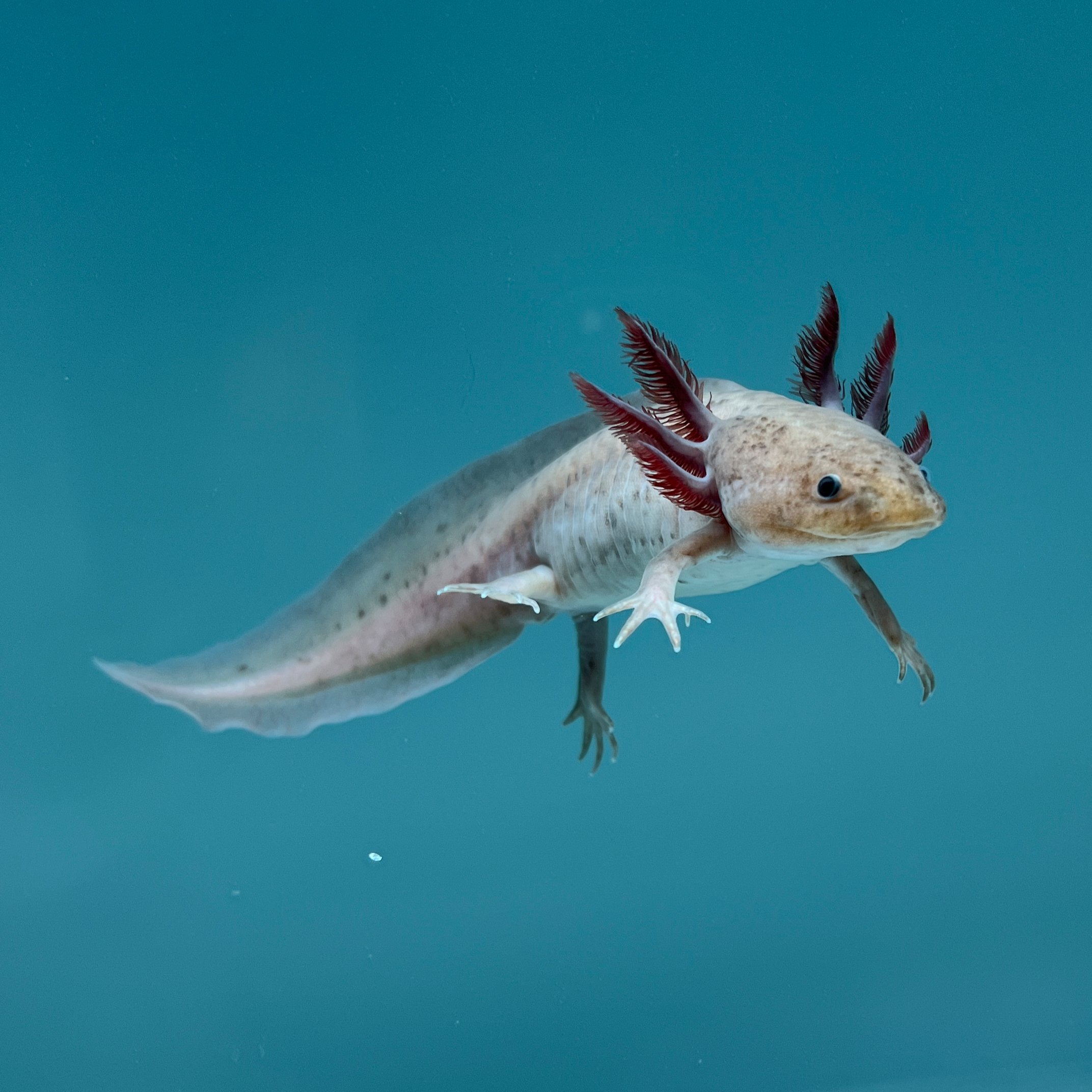Melanoid Axanthic Copper Axolotl — image 2