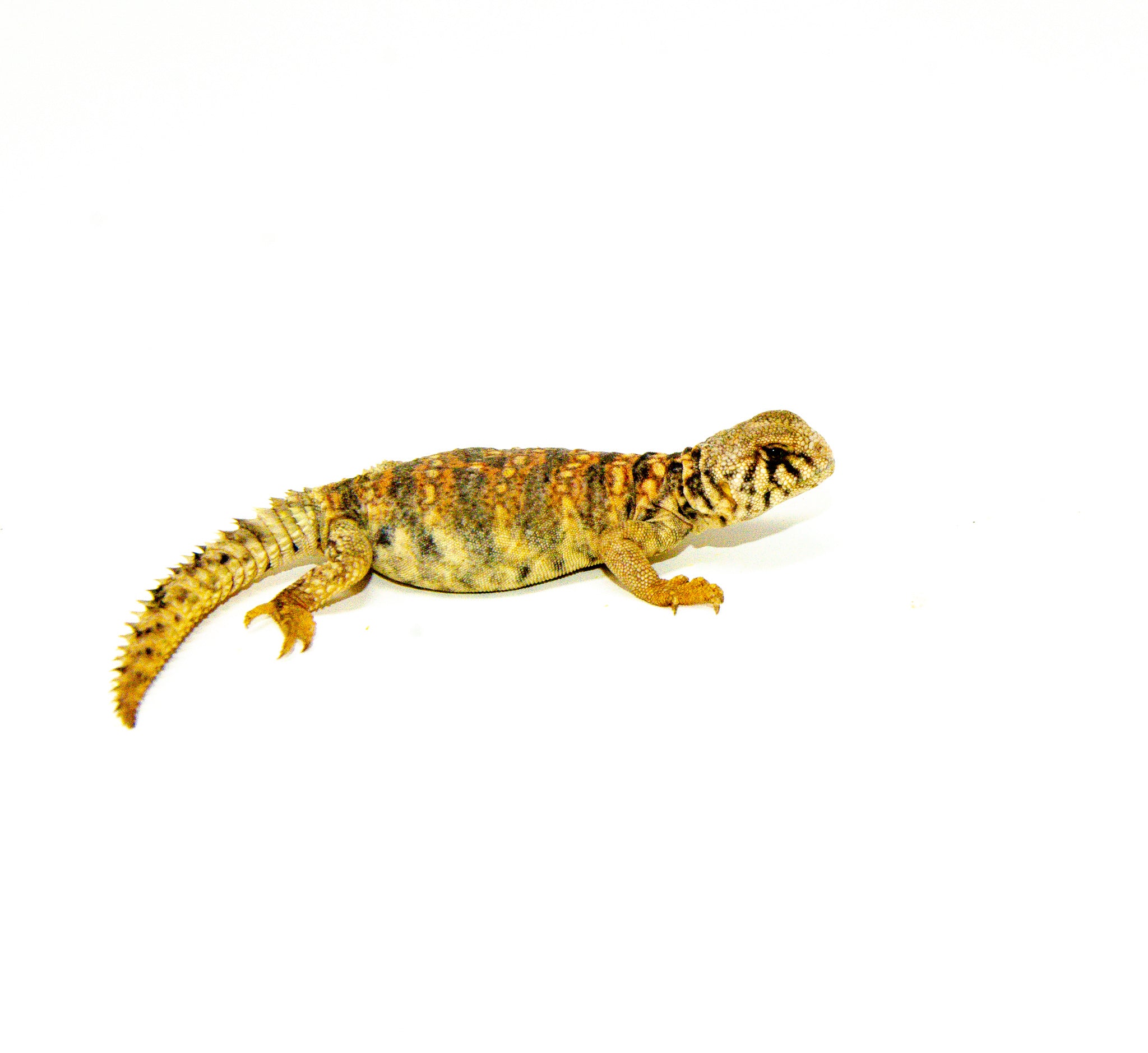 Ornate Uromastyx Babies (Uromastyx ornata) — image 2