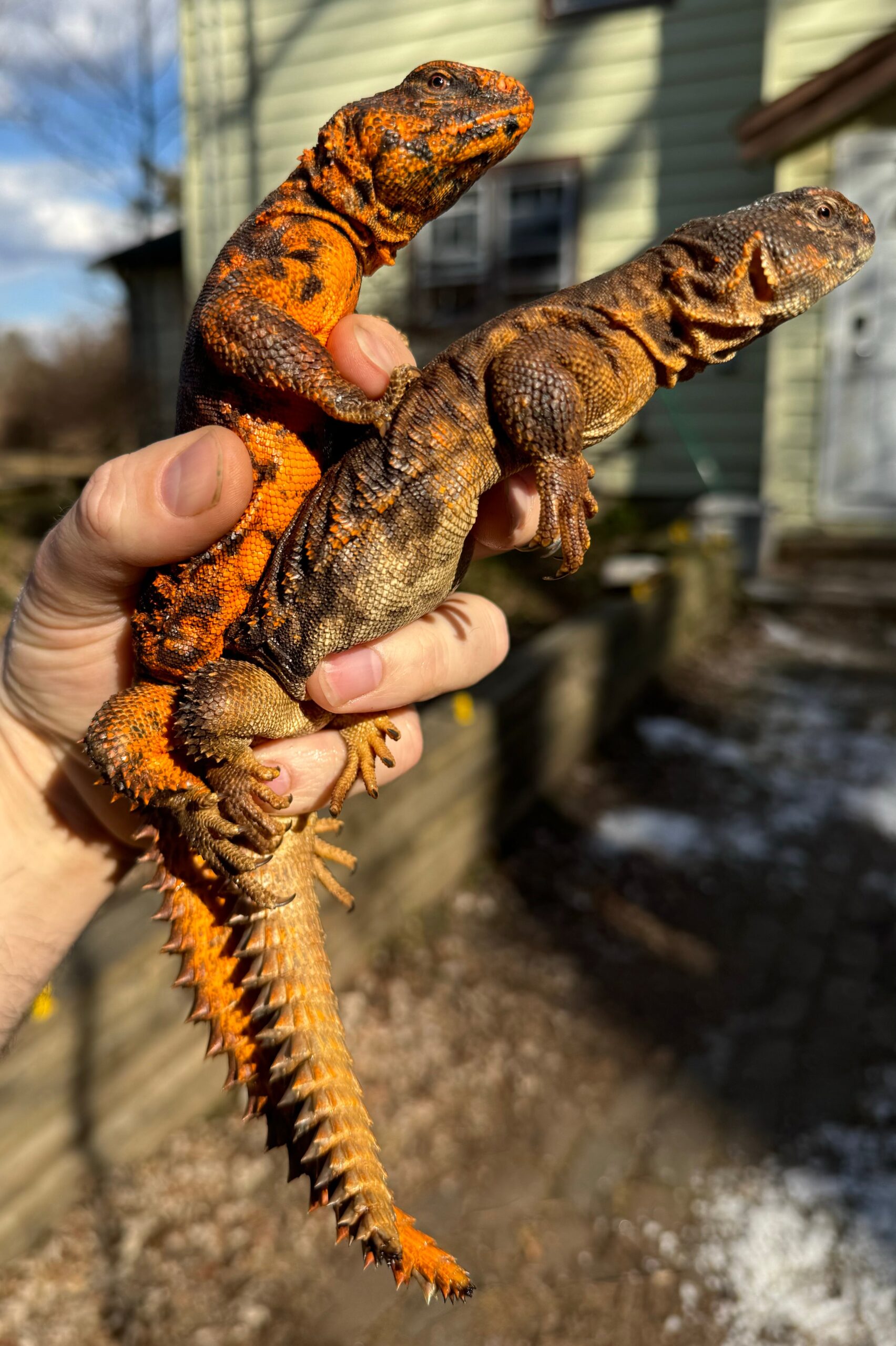 Red Niger Uromastyx Adult Pair #5 (Uromastyx geyri) — image 2