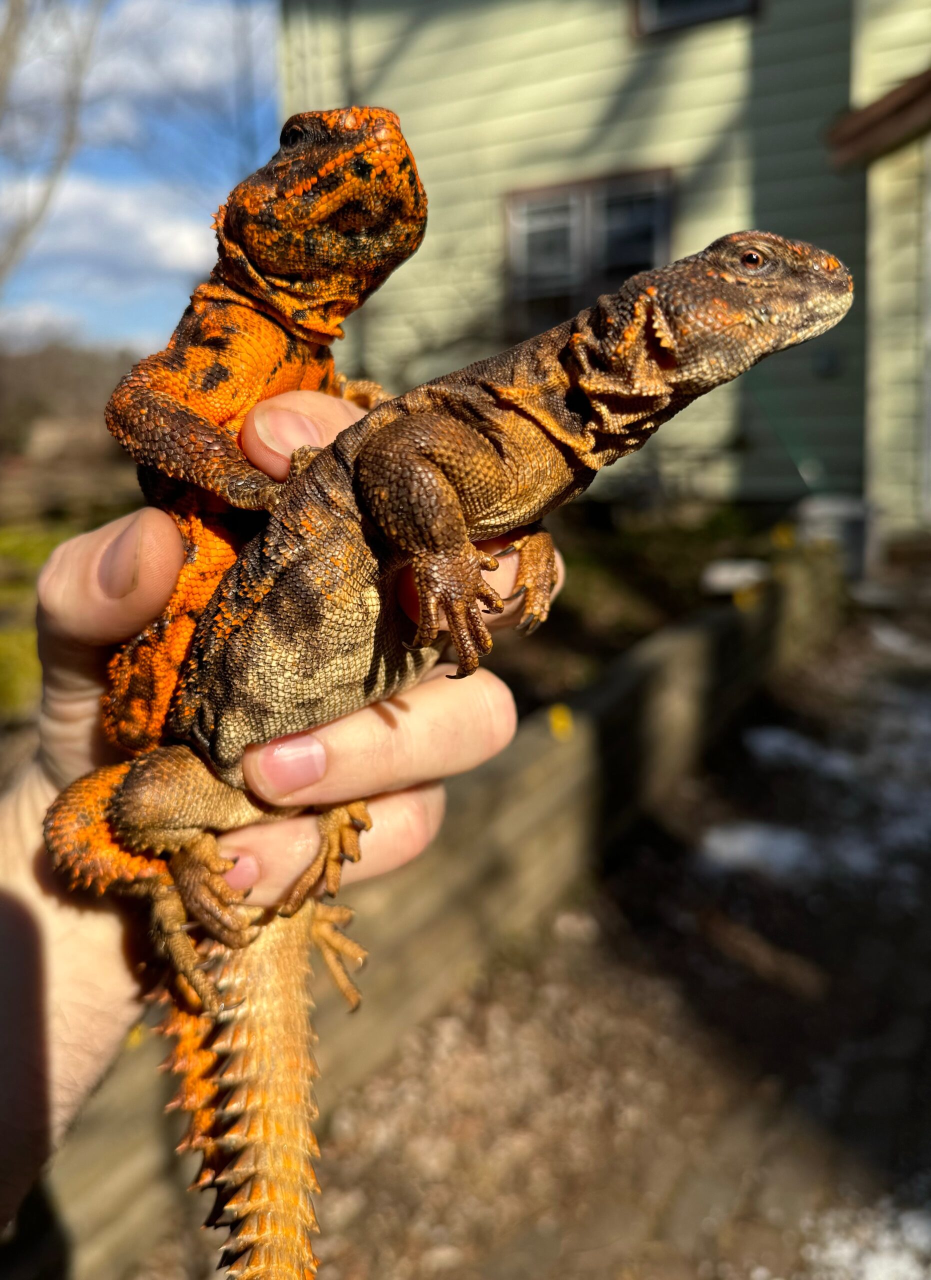 Red Niger Uromastyx Adult Pair #5 (Uromastyx geyri) — image 3