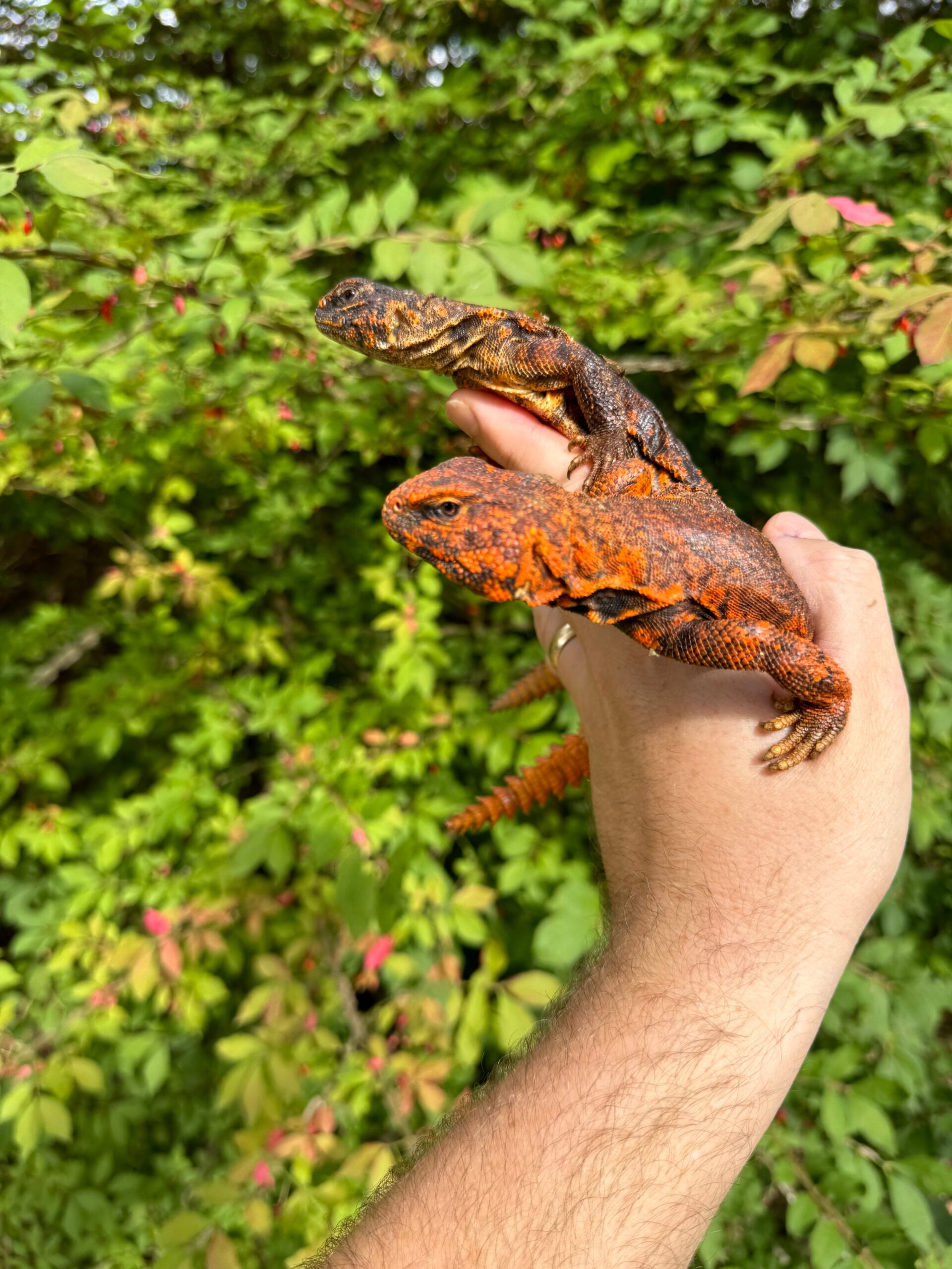 Super Red Niger Uromastyx Adult Pair #2 (Uromastyx geyri) — image 3