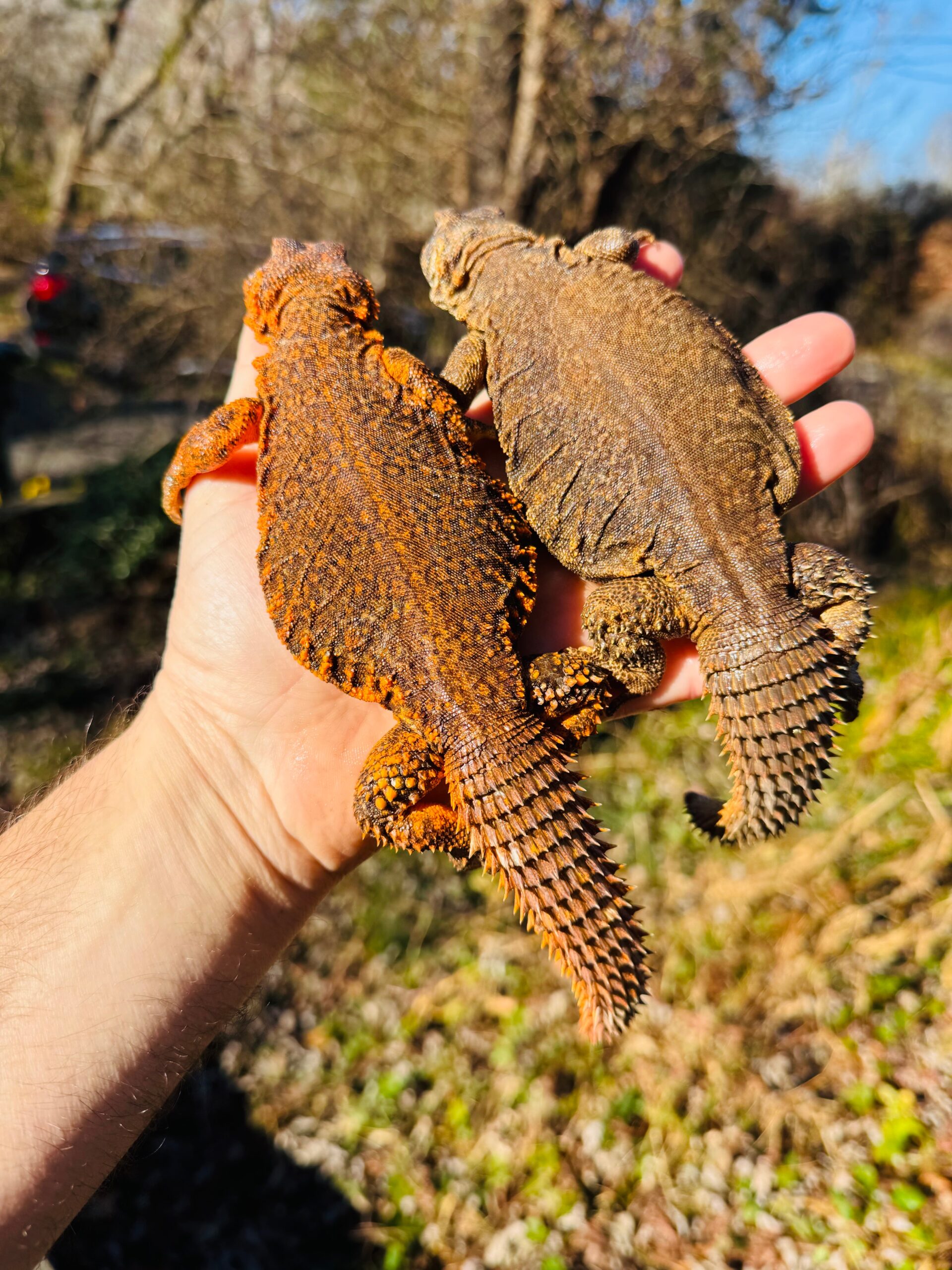 Super Red Niger Uromastyx Adult Pair #2503 (Uromastyx geyri) — image 3