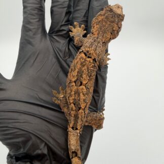 PI Chahoua Gecko #111825-08 — Geckos for Sale | Exotic Morphs