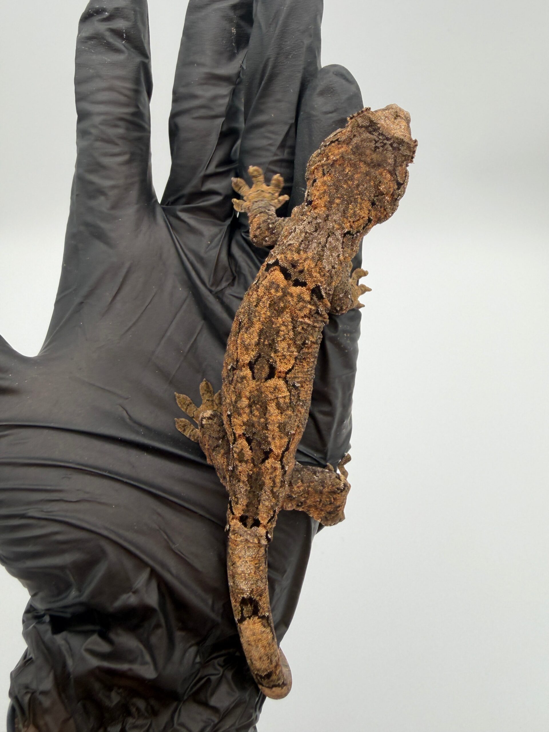 PI Chahoua Gecko #111825-08