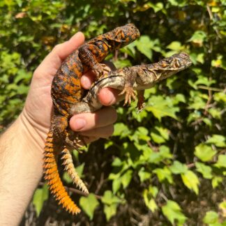 Red Niger Uromastyx Adult Pair #4 (Uromastyx geyri) — Uromastyx for Sale | Exotic Morphs