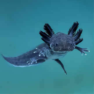 Melanoid — Melanoid Axolotls for Sale | Exotic Morphs