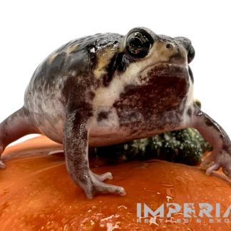 Mozambique Rain Frog — Amphibians > Frogs for Sale | Exotic Morphs