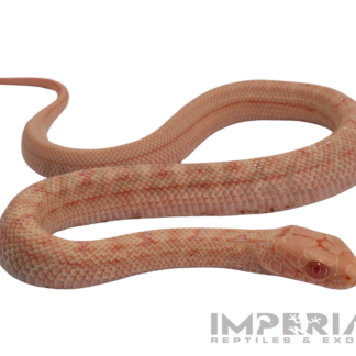 Albino Chinese King Rat Snake Baby — Snakes > Colubrids for Sale | Exotic Morphs
