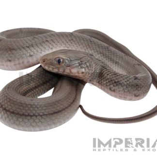 Chinese King Rat Snake Baby — Snakes > Colubrids for Sale | Exotic Morphs
