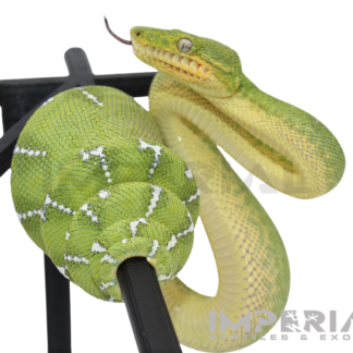 '25 CBB Northern Emerald Tree Boa - Male — Snakes > Boas for Sale | Exotic Morphs