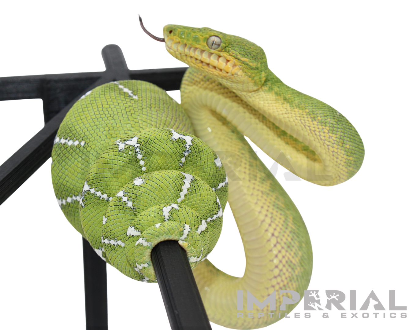 '25 CBB Northern Emerald Tree Boa - Male
