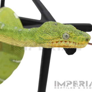 '25 CBB Northern Emerald Tree Boa - Female — Snakes > Boas for Sale | Exotic Morphs