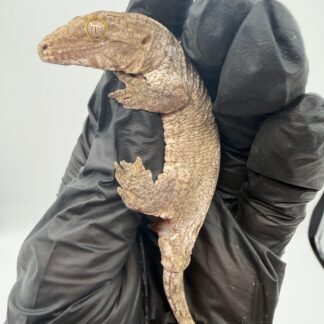 Isle of Pine Leachianus Gecko Male #111825-03 — Geckos > Leachianus Geckos for Sale | Exotic Morphs