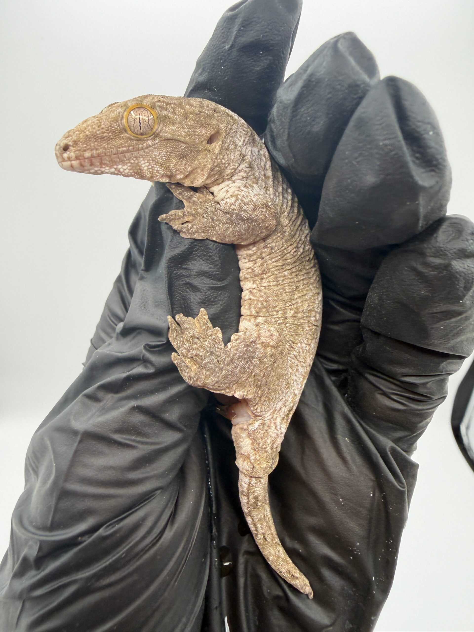 Isle of Pine Leachianus Gecko Male #111825-03