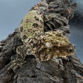 Pure Nuu Ana Leachianus Gecko Male #111825-02 — Geckos > Leachianus Geckos for Sale | Exotic Morphs