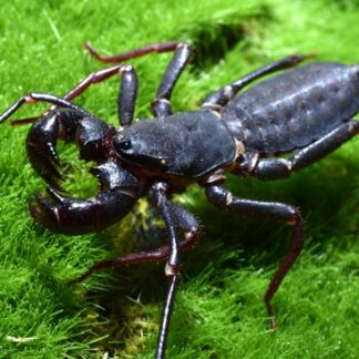 Thai Black Vinegaroon (Typopeltis sp.)