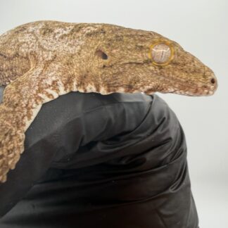 Isle of Pine Leachianus Gecko Male #111825-07 — Geckos > Leachianus Geckos for Sale | Exotic Morphs