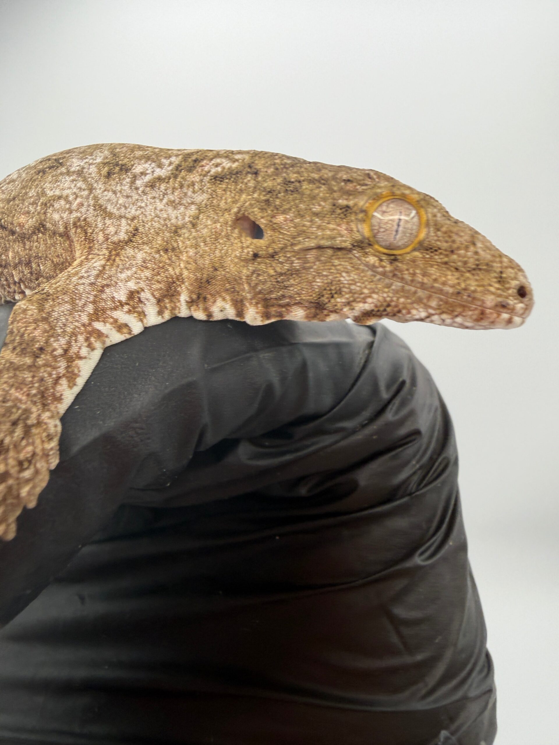 Isle of Pine Leachianus Gecko Male #111825-07