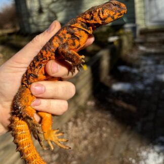 Red Niger Uromastyx Adult Pair #5 (Uromastyx geyri) — Uromastyx for Sale | Exotic Morphs