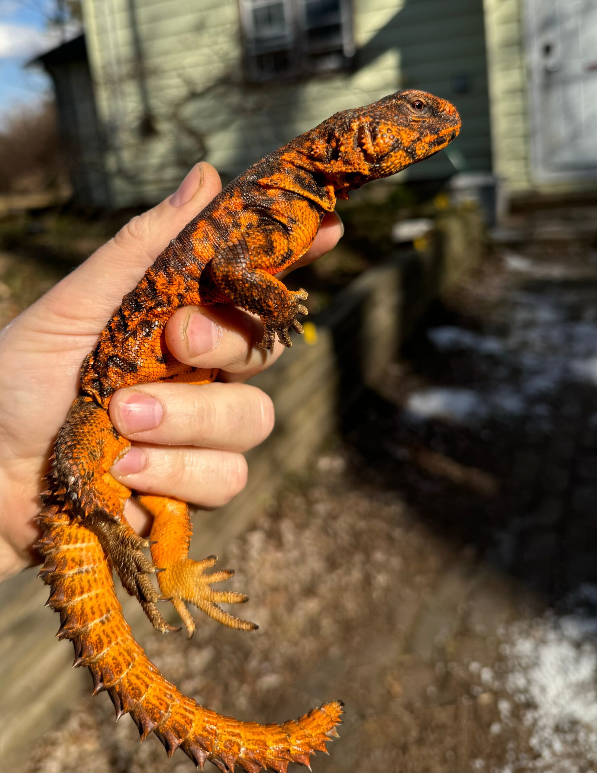 Red Niger Uromastyx Adult Pair #5 (Uromastyx geyri)