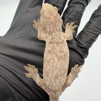 Isle of Pine Leachianus Gecko Male #111825-05 — Geckos > Leachianus Geckos for Sale | Exotic Morphs