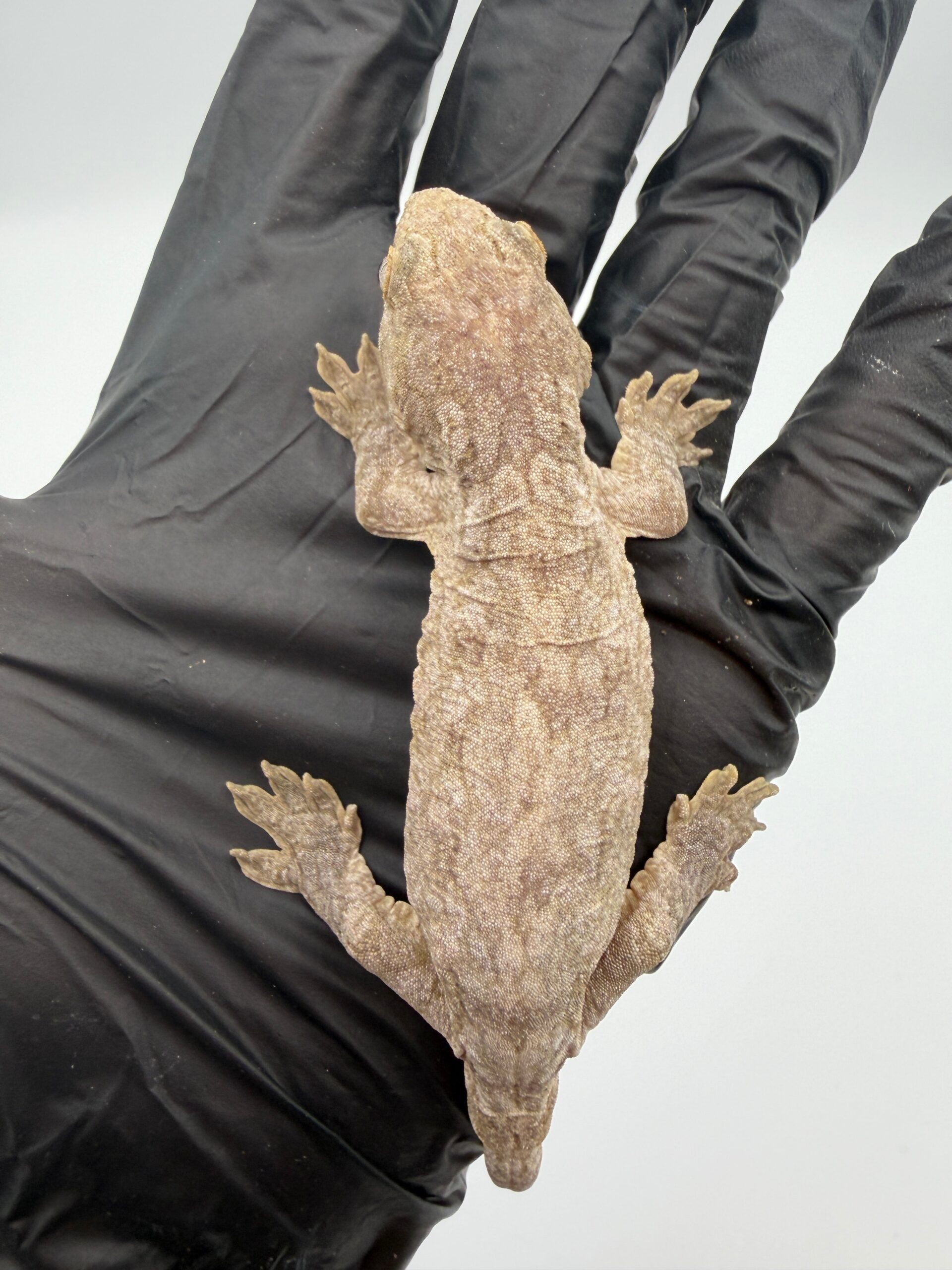 Isle of Pine Leachianus Gecko Male #111825-05 — Geckos > Leachianus Geckos for Sale | Exotic Morphs