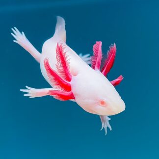 Albino Axolotl — Golden Albino Axolotls for Sale | Exotic Morphs