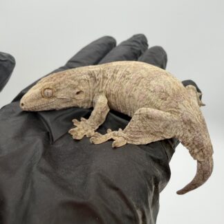 Pure Nuu Ana Leachianus Gecko #111825-01 — Geckos > Leachianus Geckos for Sale | Exotic Morphs