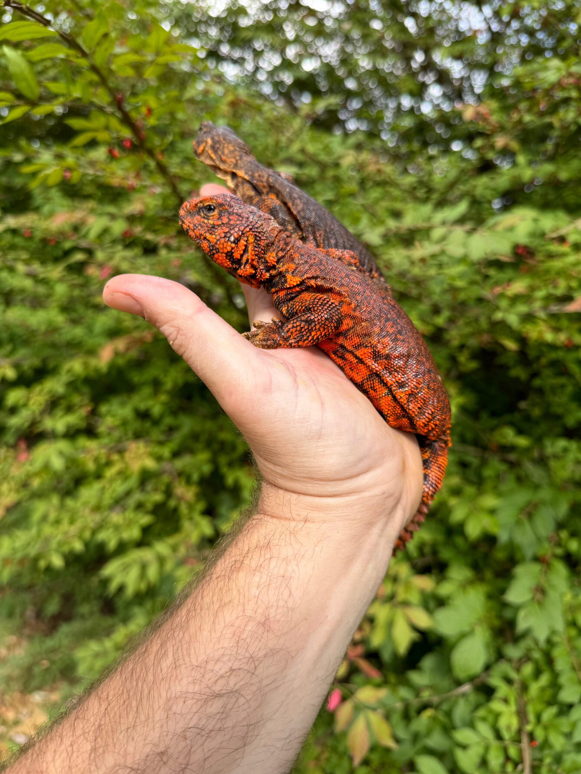 Super Red Niger Uromastyx Adult Pair #3 (Uromastyx geyri) photo 2 — Exotic Morphs