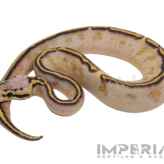 Pastel Highway Ball Python — Snakes > Ball Pythons for Sale | Exotic Morphs