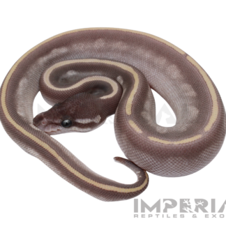 Purple Passion Ball Python — Snakes > Ball Pythons for Sale | Exotic Morphs