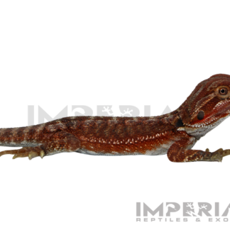 Hypo Red Monster Bearded Dragon Baby — Lizards > Bearded Dragons for Sale | Exotic Morphs