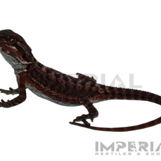 Red Monster Bearded Dragon Baby — Lizards > Bearded Dragons for Sale | Exotic Morphs