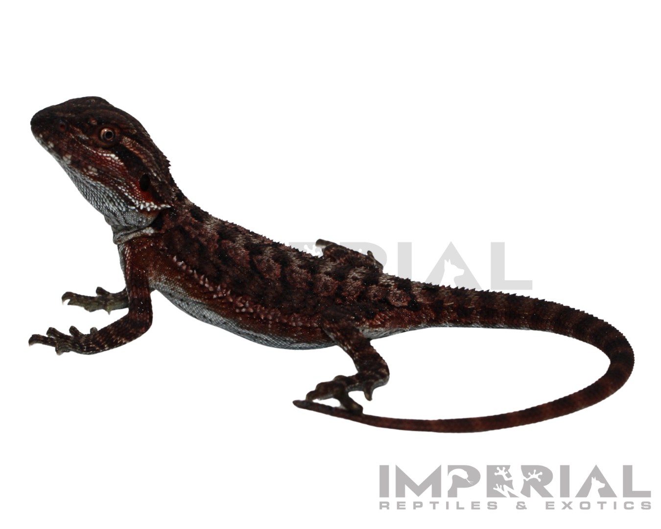 Red Monster Bearded Dragon Baby — Lizards > Bearded Dragons for Sale | Exotic Morphs