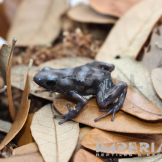Rio Cascajal Dart Frog (Dendrobates auratus) — Amphibians > Dart Frogs for Sale | Exotic Morphs