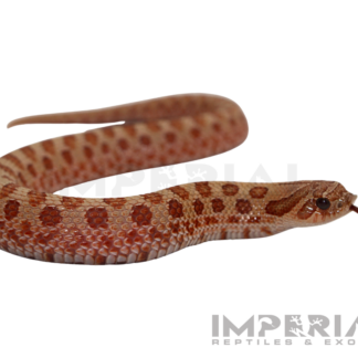 Mai Tai Western Hognose — Snakes > Colubrids for Sale | Exotic Morphs