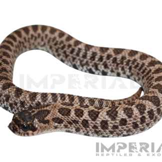 Super Arctic Western Hognose Baby — Snakes > Colubrids for Sale | Exotic Morphs
