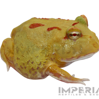 Key-Lime PacMan Frog Baby — Amphibians > Frogs for Sale | Exotic Morphs