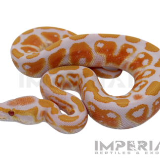 Lavender Albino Ball Python — Snakes > Ball Pythons for Sale | Exotic Morphs