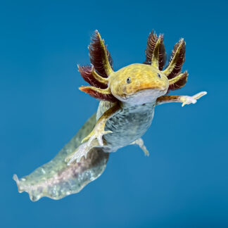 Copper Axolotl — Axolotls for Sale | Exotic Morphs