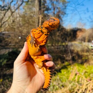 Super Red Niger Uromastyx Adult Pair #2503 (Uromastyx geyri) — Uromastyx for Sale | Exotic Morphs