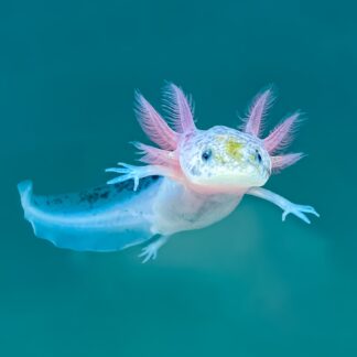 Dirty Leucistic Axolotl — Leucistic Axolotls for Sale | Exotic Morphs