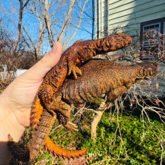 Super Red Niger Uromastyx Adult Pair #2501 (Uromastyx geyri) — Uromastyx for Sale | Exotic Morphs