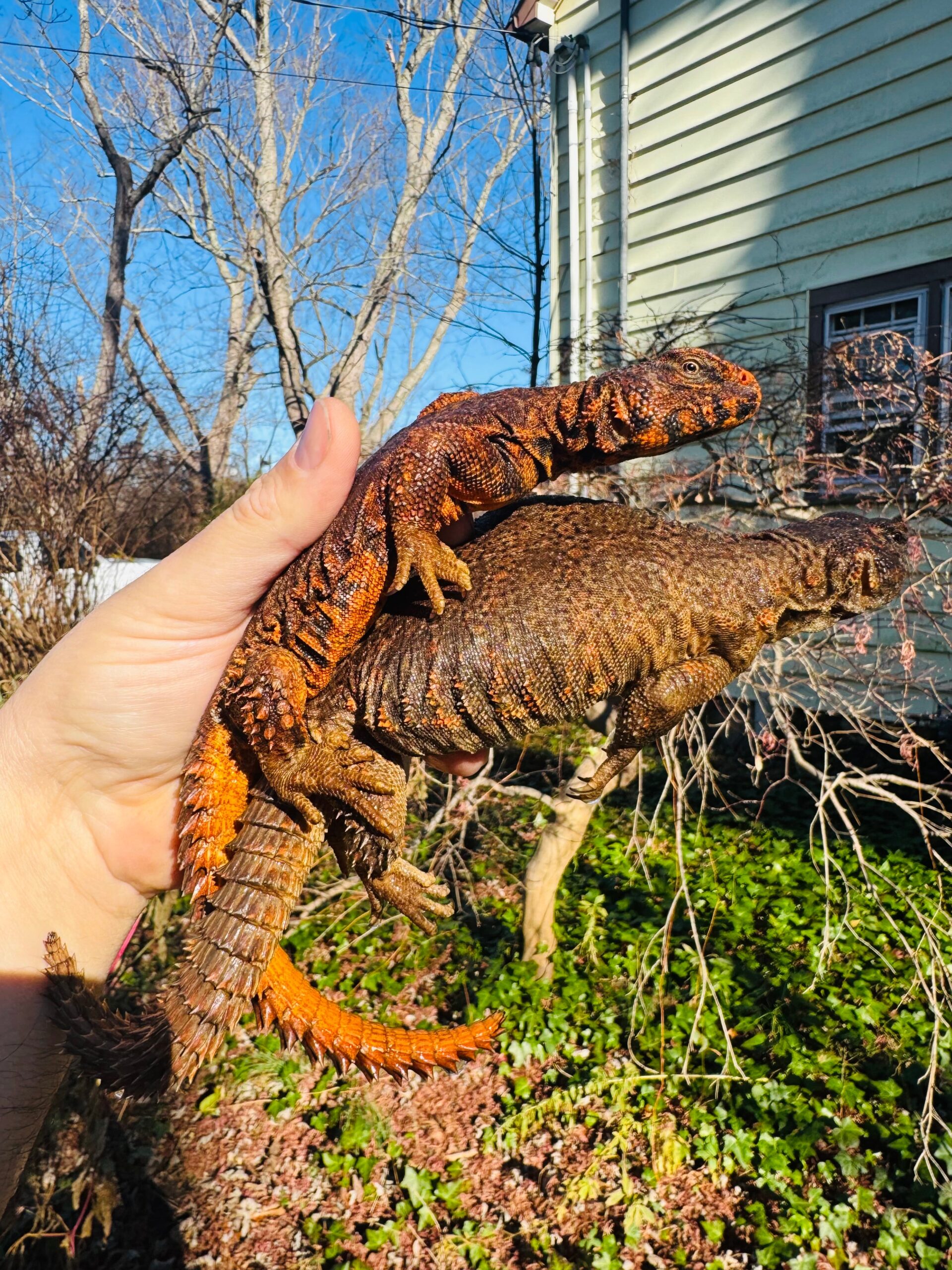 Super Red Niger Uromastyx Adult Pair #2501 (Uromastyx geyri)