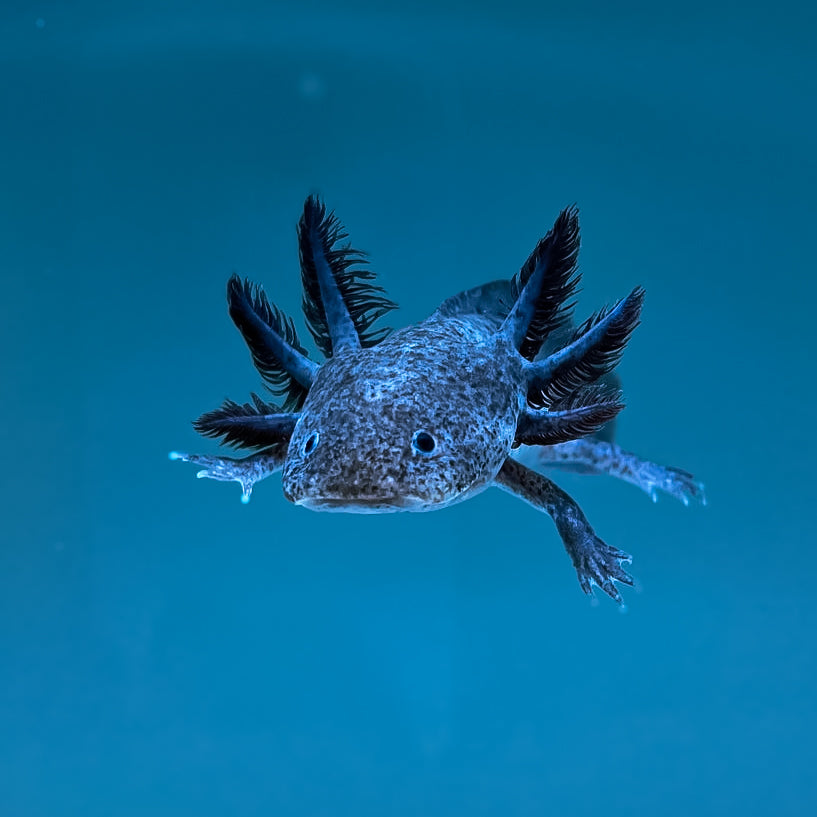 Axanthic Axolotl photo 2 — Exotic Morphs